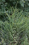 Mullein foxglove